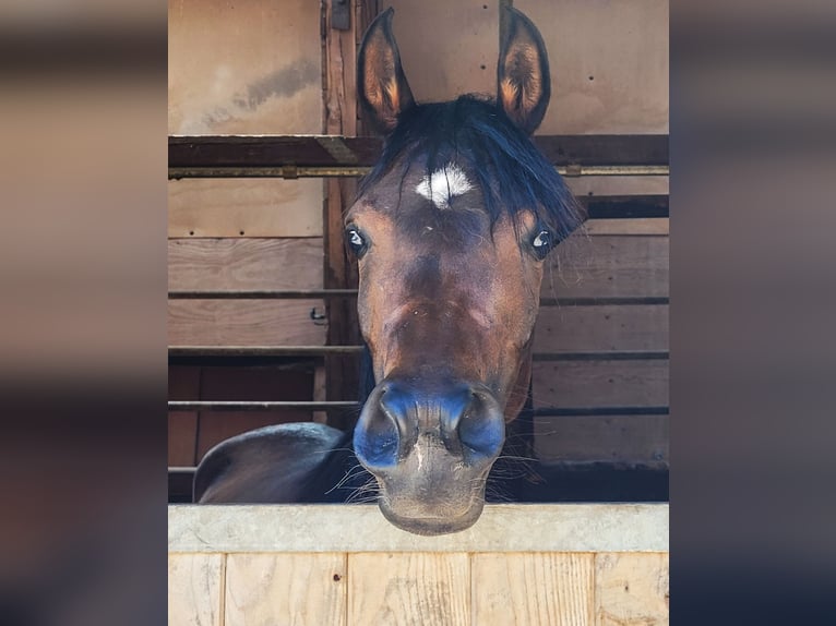Straight Egyptian Mare 3 years Brown in Hetzenhausen