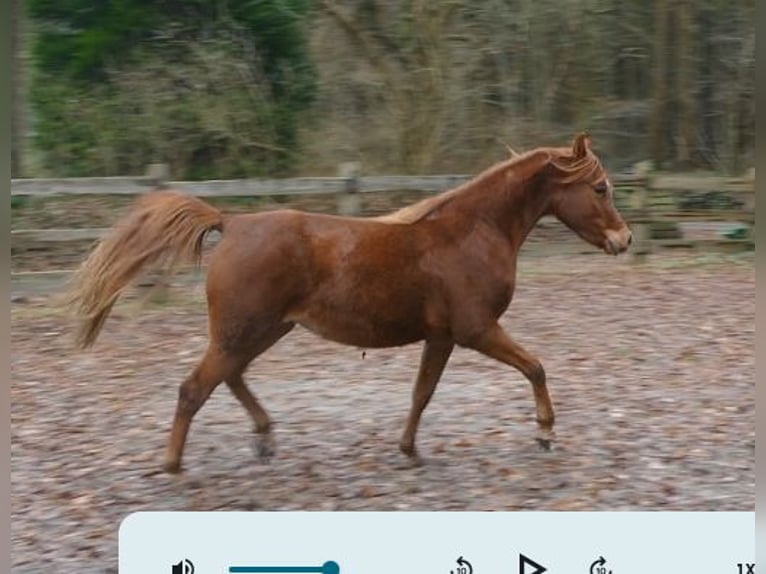 Straight Egyptian Mare 3 years Chestnut-Red in Krumstedt