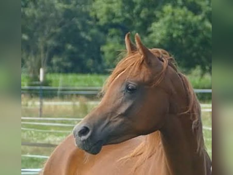 Straight Egyptian Mare 3 years Chestnut-Red in Krumstedt