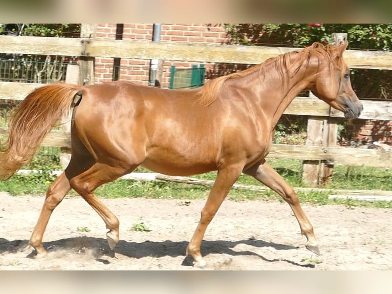 Straight Egyptian Mare 3 years Chestnut-Red in Krumstedt