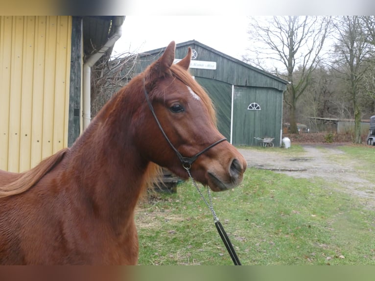 Straight Egyptian Mare 3 years Chestnut-Red in Krumstedt