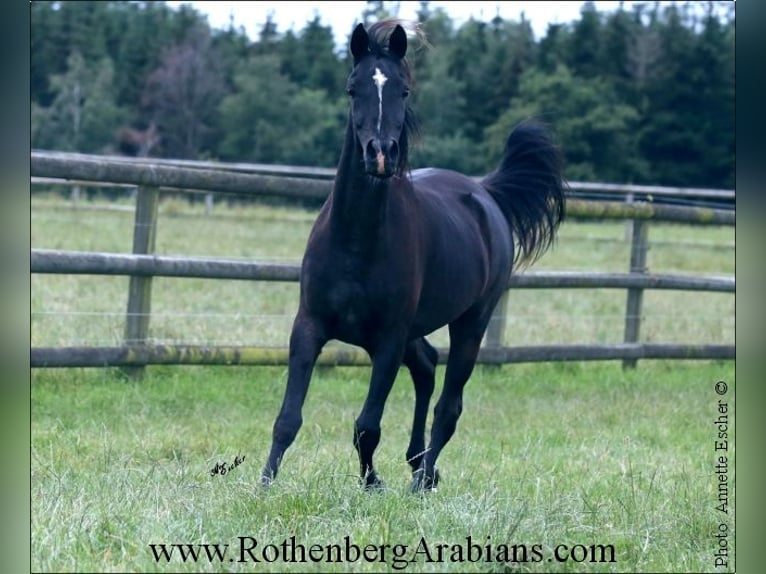 Straight Egyptian Mare 4 years 14,1 hh Black in Monheim