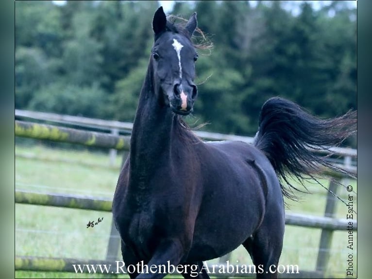 Straight Egyptian Mare 4 years 14,1 hh Black in Monheim