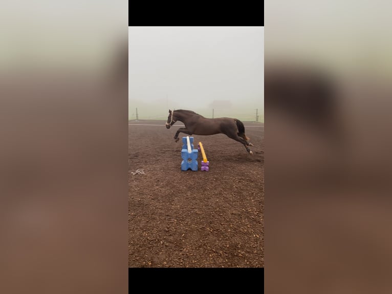 Straight Egyptian Mix Mare 4 years 14,2 hh Chestnut in Appenzell