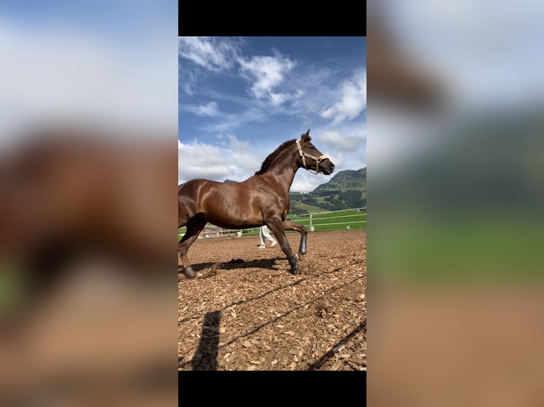 Straight Egyptian Mix Mare 4 years 14,2 hh Chestnut in Appenzell