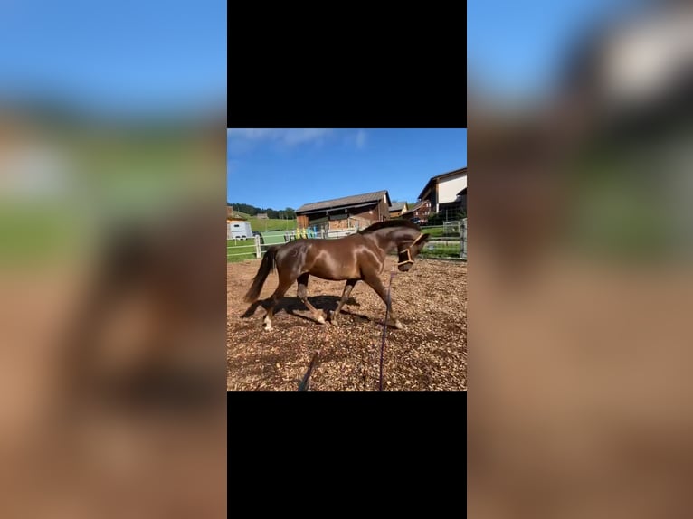 Straight Egyptian Mix Mare 4 years 14,2 hh Chestnut in Appenzell