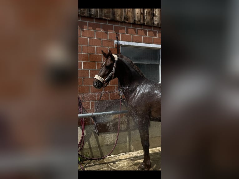 Straight Egyptian Mix Mare 4 years 14,2 hh Chestnut in Appenzell