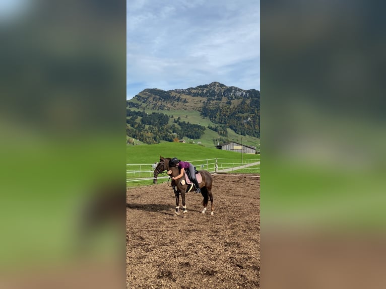 Straight Egyptian Mix Mare 4 years 14,2 hh Chestnut in Appenzell