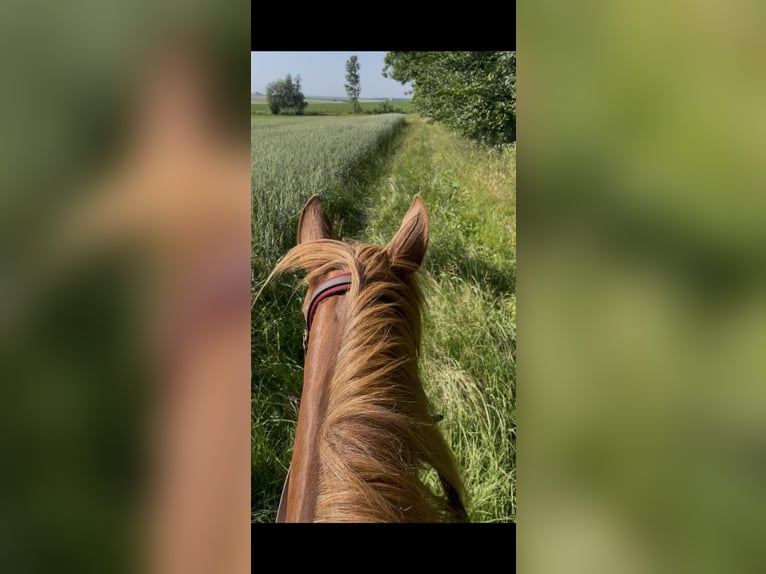 Straight Egyptian Mare 4 years 14.2 hh Chestnut-Red in Kist
