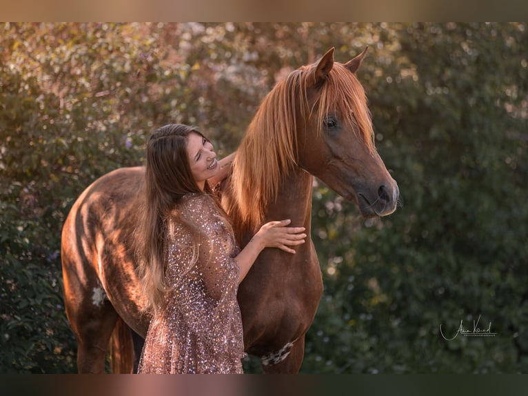 Straight Egyptian Mare 4 years 14.2 hh Chestnut-Red in Kist