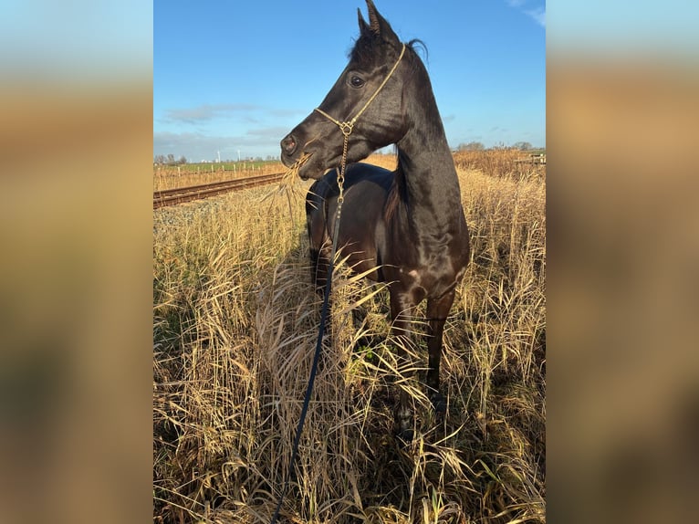 Straight Egyptian Mare 4 years 14,2 hh Black in Witzwort