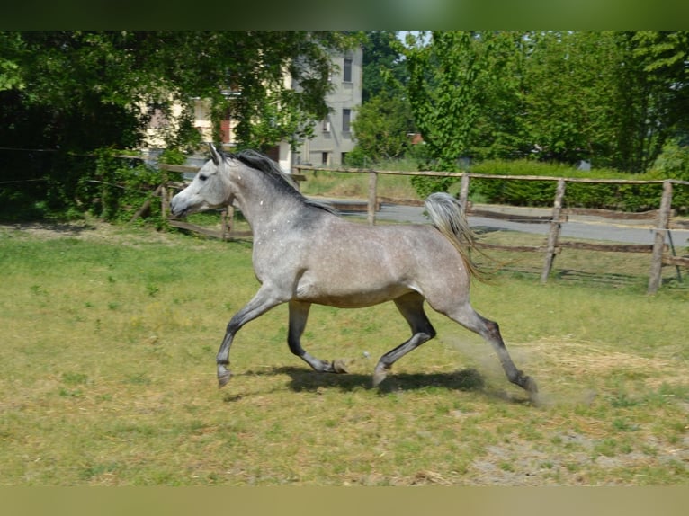 Straight Egyptian Mare 4 years 15 hh Grey in Santo Stefano Lodigiano