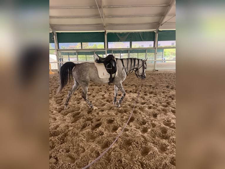 Straight Egyptian Mare 4 years 15,1 hh Grey in Bergamo
