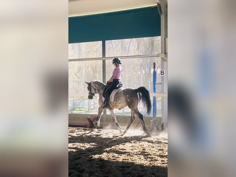 Straight Egyptian Mare 4 years 15,1 hh Grey in Bergamo