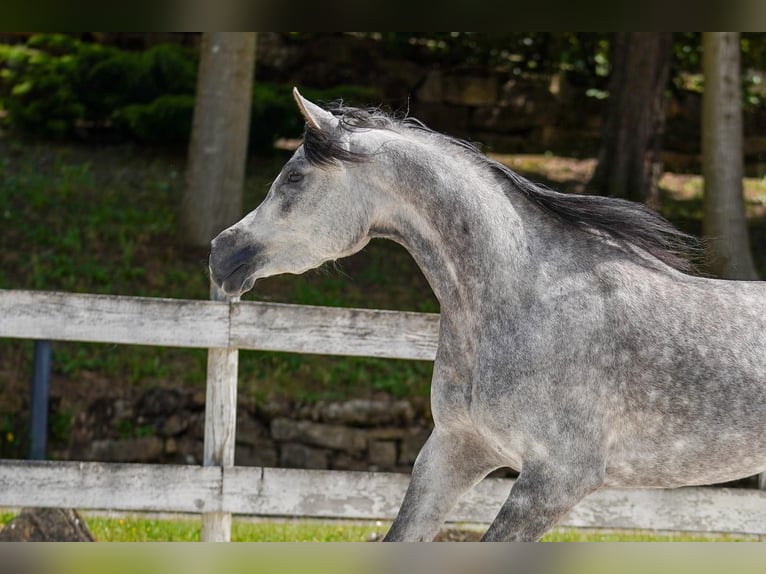 Straight Egyptian Mare 4 years 15,1 hh Grey in Bergamo