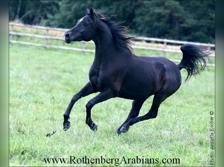 Straight Egyptian Mare 5 years 14,1 hh Black in Monheim