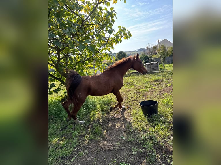 Straight Egyptian Mare 5 years 14,3 hh Chestnut-Red in Rubianes