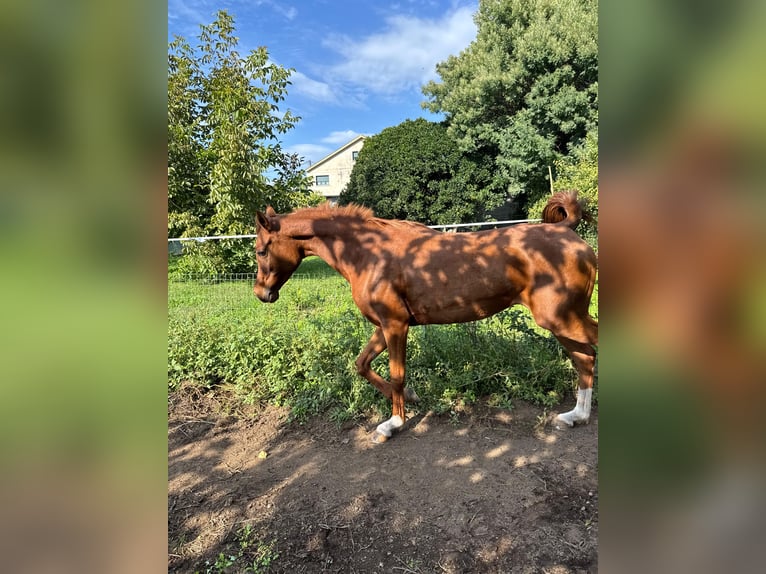 Straight Egyptian Mare 5 years 14,3 hh Chestnut-Red in Rubianes
