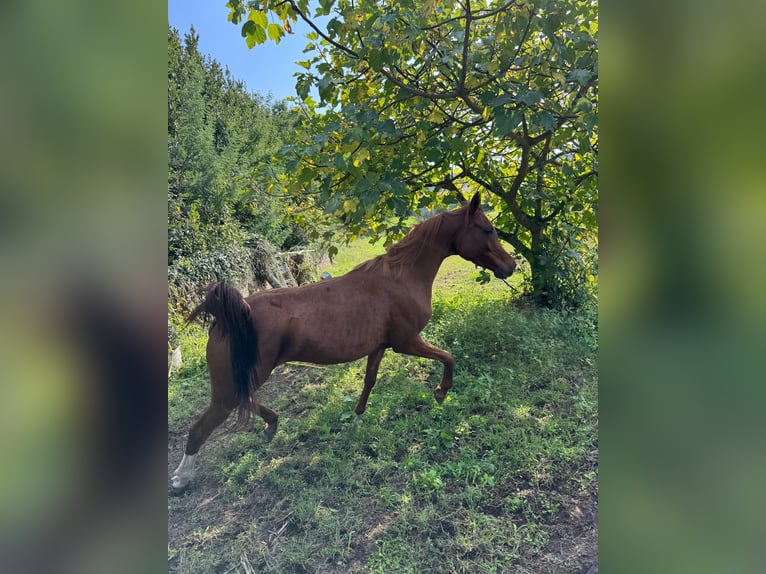 Straight Egyptian Mare 5 years 14,3 hh Chestnut-Red in Rubianes
