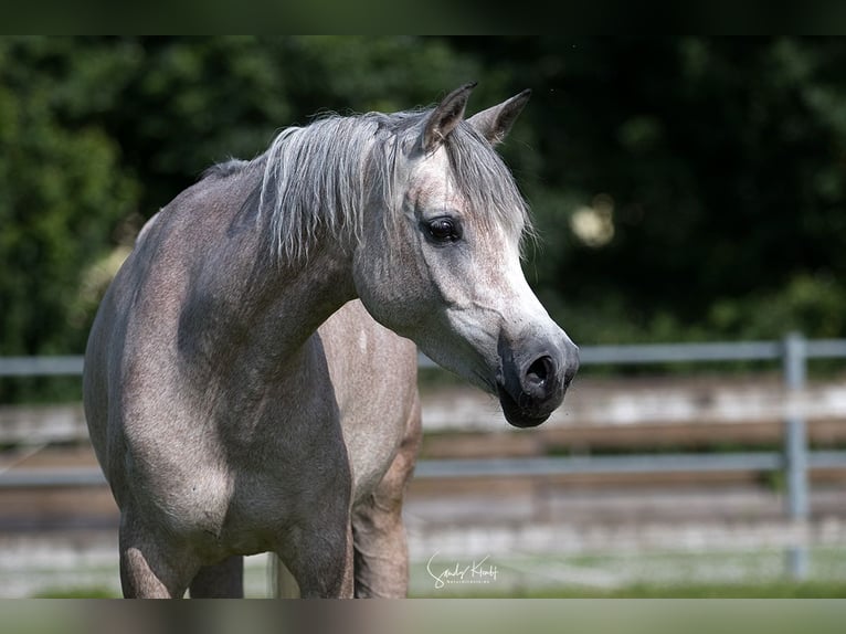 Straight Egyptian Mare 5 years 14,3 hh Grey in Blankenhain