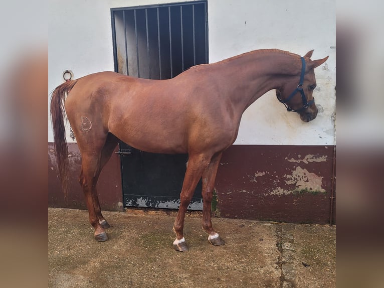 Straight Egyptian Mare 5 years 15.2 hh Chestnut-Red in Bollullos Par Del Condado