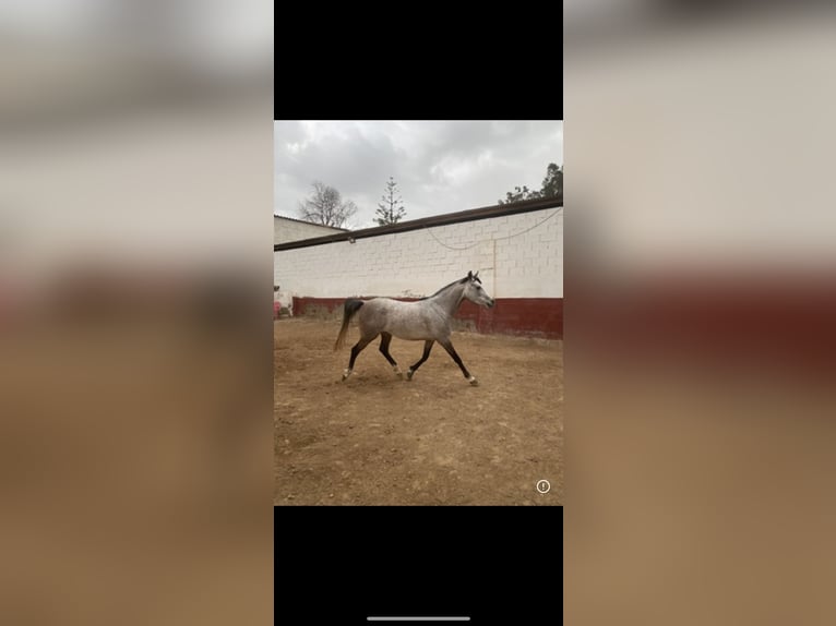 Straight Egyptian Mare 5 years Grey in Valencia
