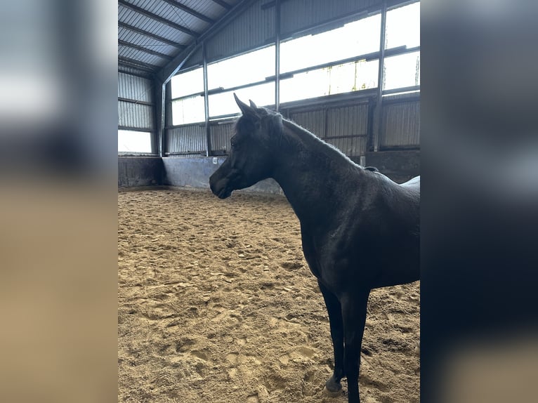 Straight Egyptian Mare 6 years 14,1 hh Black in Witzwort
