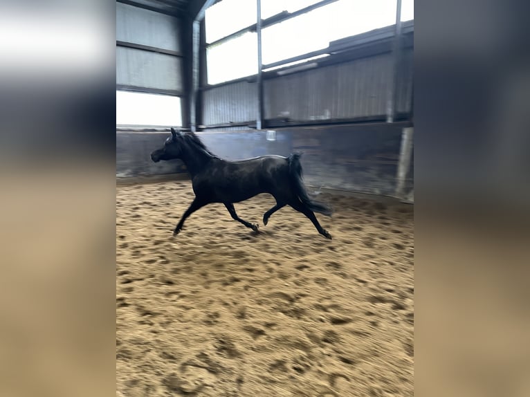 Straight Egyptian Mare 6 years 14,1 hh Black in Witzwort