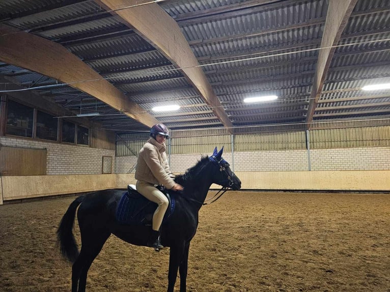 Straight Egyptian Mare 6 years 14,2 hh Black in Ansbach