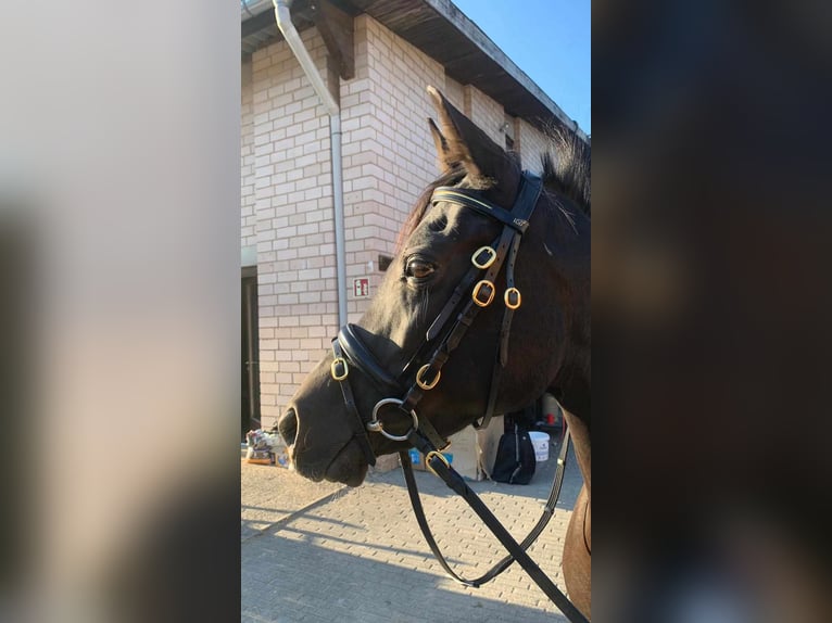 Straight Egyptian Mare 6 years 14,2 hh Black in Ansbach