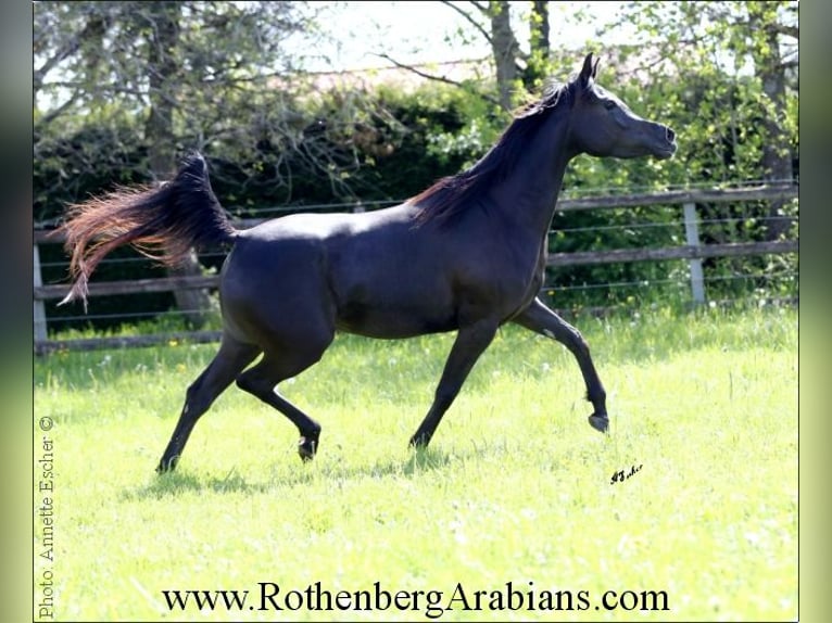 Straight Egyptian Mare 6 years 14,3 hh Black in Monheim