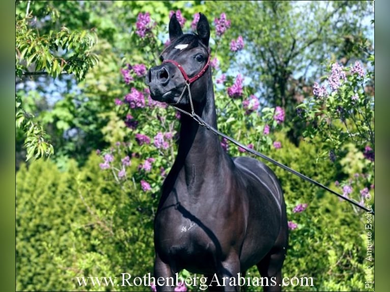 Straight Egyptian Mare 6 years 14,3 hh Black in Monheim