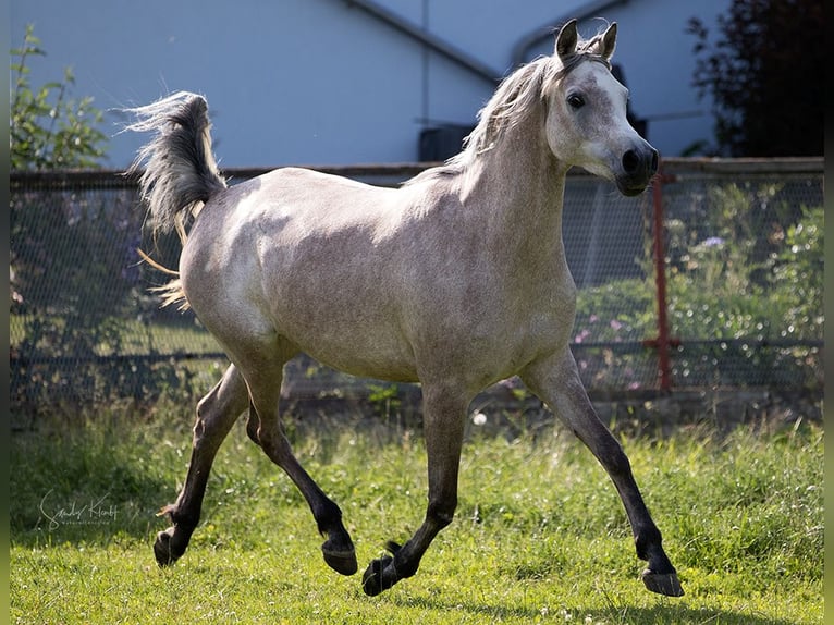 Straight Egyptian Mare 6 years 14,3 hh Grey in Blankenhain