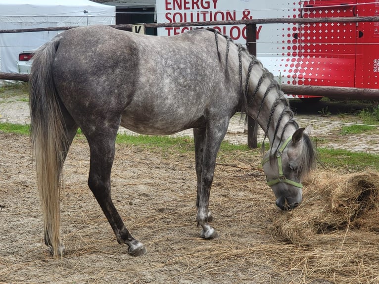 Straight Egyptian Mare 6 years 14,3 hh Grey in Geestland