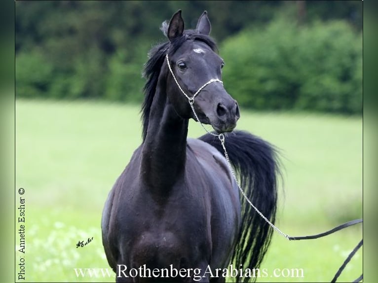 Straight Egyptian Mare 6 years 15 hh Black in Monheim