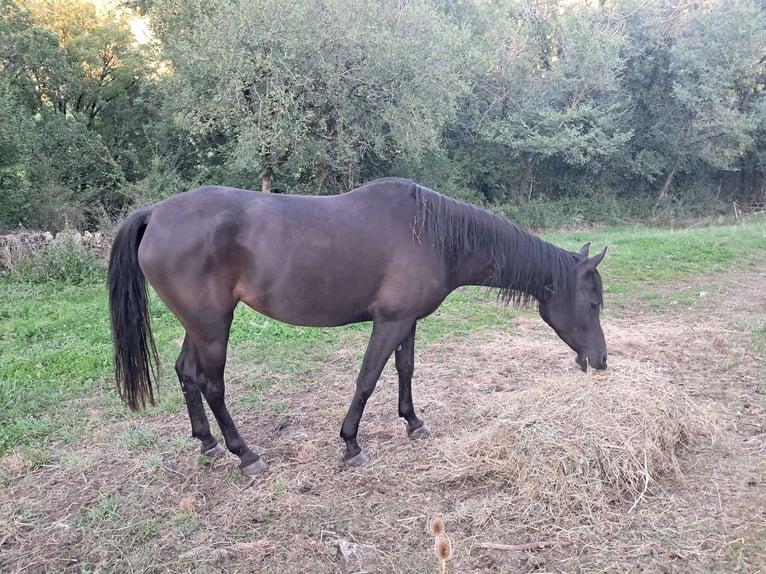 Straight Egyptian Mare 6 years 15 hh Black in Balingen