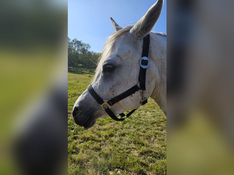 Straight Egyptian Mare 6 years Gray in Drag&#xF8;r