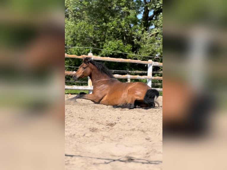Straight Egyptian Mare 7 years 14,1 hh Brown in Witzwort
