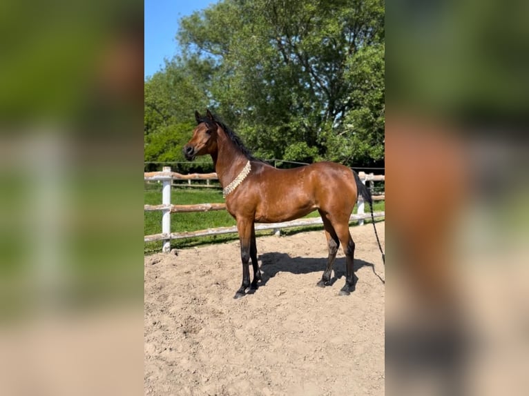 Straight Egyptian Mare 7 years 14,1 hh Brown in Witzwort