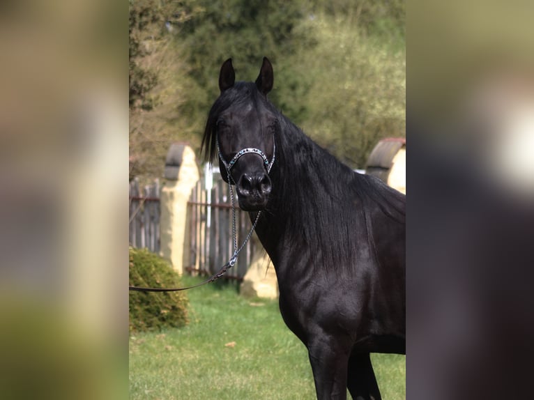 Straight Egyptian Mare 7 years 14.2 hh Black in Santok