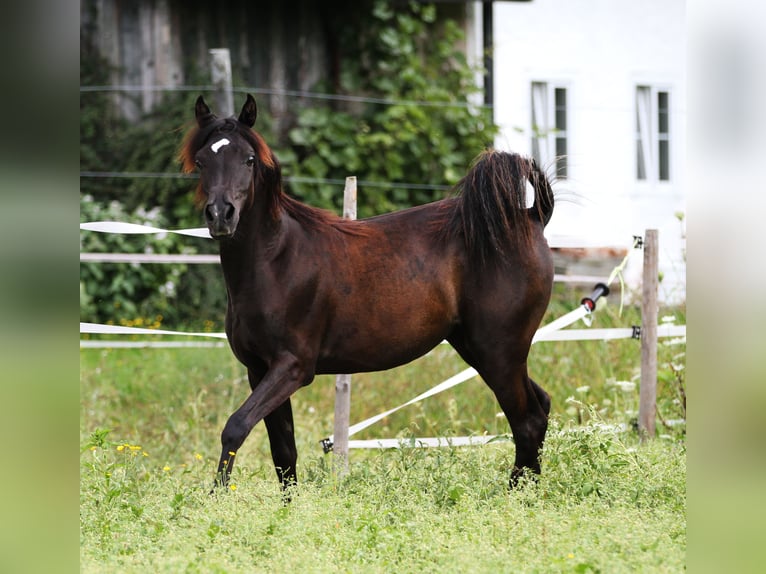 Straight Egyptian Mare 7 years 14,2 hh Black in Bad Ischl