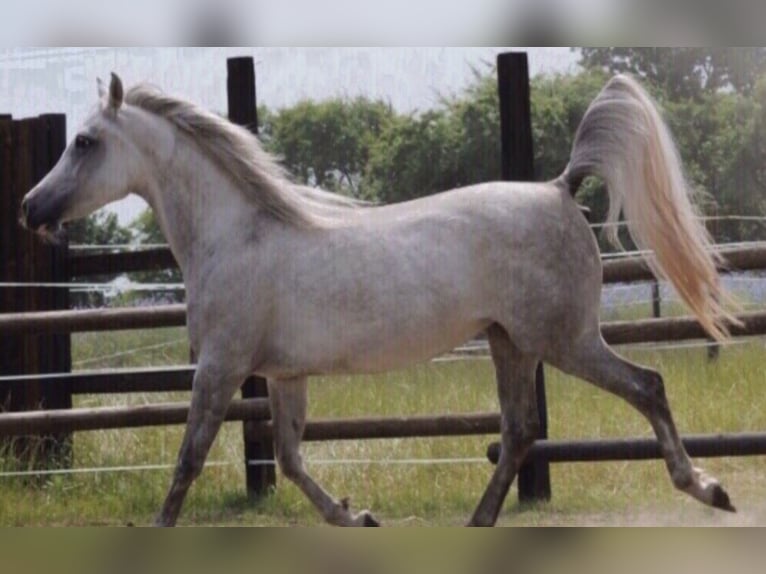 Straight Egyptian Mare 7 years 14,2 hh Gray in Wittingen