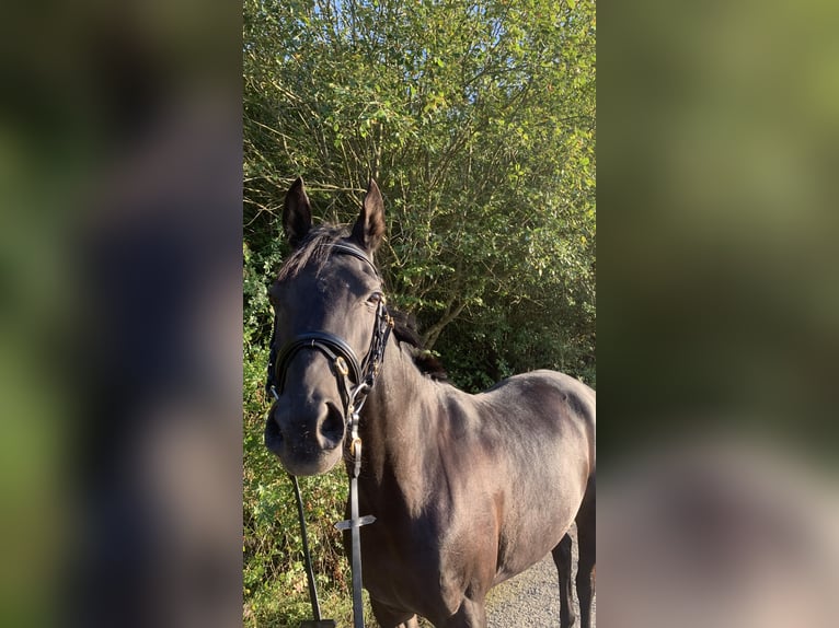 Straight Egyptian Mare 7 years 14,2 hh Black in Ansbach