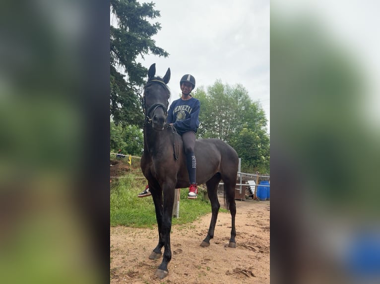 Straight Egyptian Mare 7 years 14,2 hh Black in Ansbach