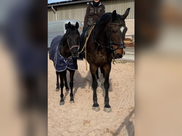Straight Egyptian Mare 7 years 14,2 hh Black in Ansbach