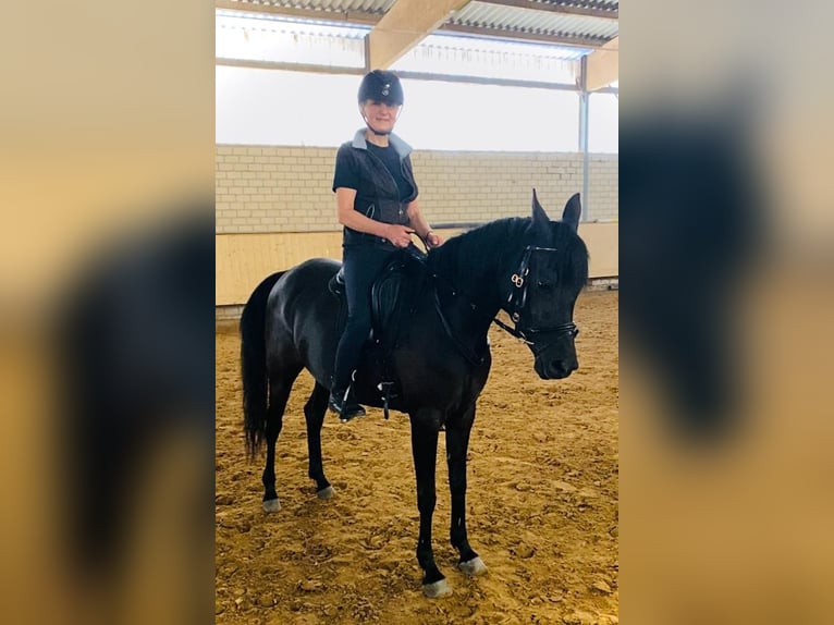 Straight Egyptian Mare 7 years 14,2 hh Black in Ansbach