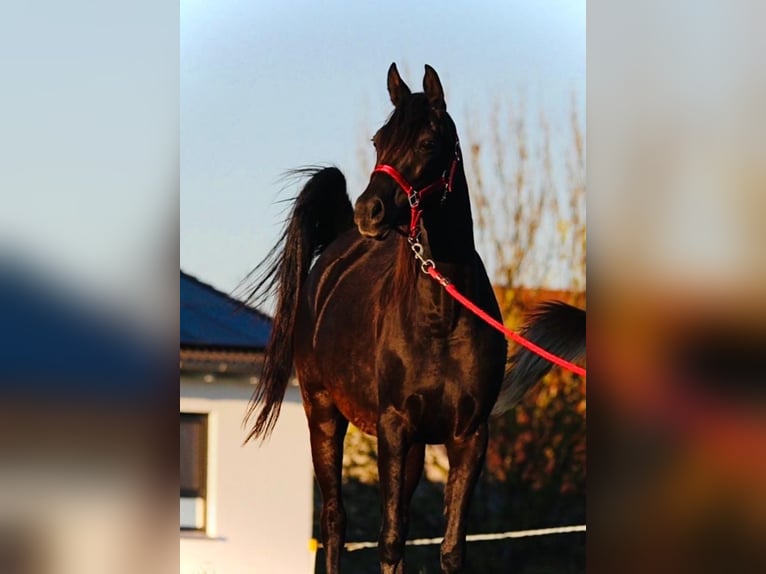 Straight Egyptian Mare 7 years 14,2 hh Black in Ansbach