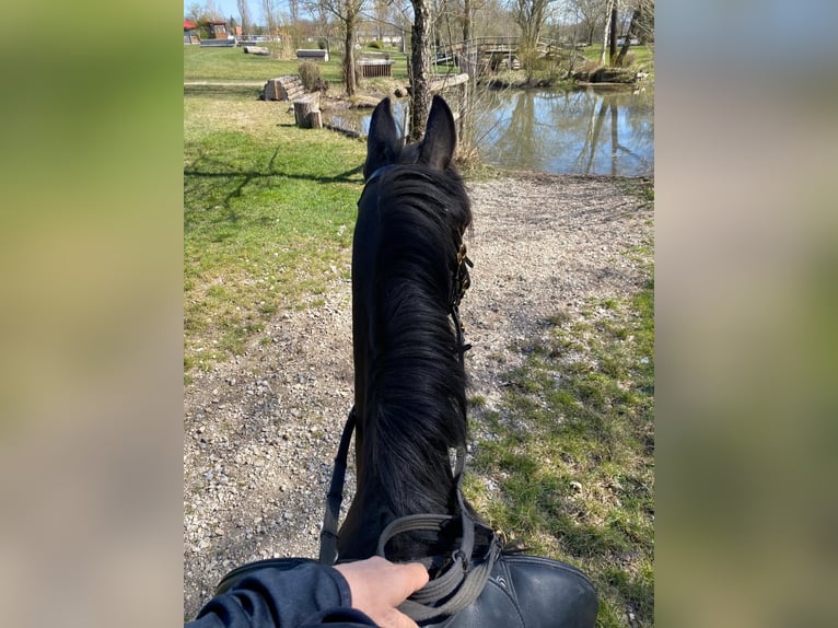 Straight Egyptian Mare 7 years 14,2 hh Black in Ansbach