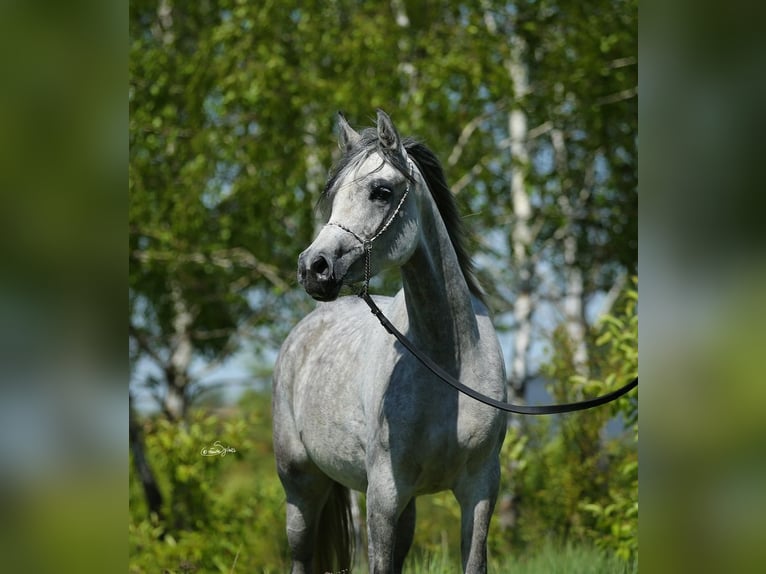 Straight Egyptian Mare 7 years 15,1 hh Gray in Lodz