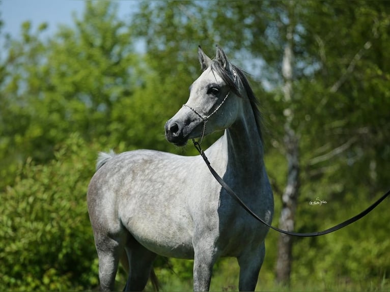 Straight Egyptian Mare 7 years 15,1 hh Gray in Lodz